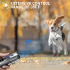 Ultraschall-Hundeabwehrgerät, Anti-Bell-Stopp-Kontrolle, Bell-Training, Hochleistungs-Hundeabwehr mit LED-Taschenlampe